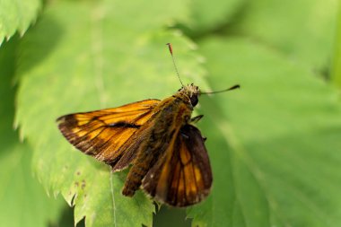Kahverengi bir kelebeğin canlı sarı bir kır çiçeğiyle beslenen belirgin göz benekleri olan makro görüntüsü. Doğal gün ışığında yakalanmış, yumuşak odaklı ve zengin yeşil arka planlı, doğa için mükemmel.
