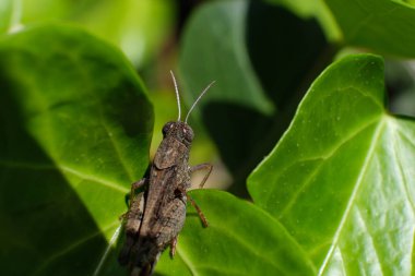 Yeşilli bir bahçedeki yaprağın üzerine tünemiş yeşil bir cırcır böceğinin keskin makro fotoğrafı. Yumuşak arka plan bulanıklığıyla doğal güneş ışığına yakalanmış. Böcek bilimi, biyolojik çeşitlilik, yaz mevsimi gibi konular için ideal.