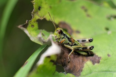 Yeşilli bir bahçedeki yaprağın üzerine tünemiş yeşil bir cırcır böceğinin keskin makro fotoğrafı. Yumuşak arka plan bulanıklığıyla doğal güneş ışığına yakalanmış. Böcek bilimi, biyolojik çeşitlilik, yaz mevsimi gibi konular için ideal.