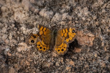Kahverengi bir kelebeğin canlı sarı bir kır çiçeğiyle beslenen belirgin göz benekleri olan makro görüntüsü. Doğal gün ışığında yakalanmış, yumuşak odaklı ve zengin yeşil arka planlı, doğa için mükemmel.