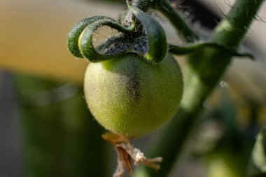 Bitkinin üzerinde bulunan koyu mor ve yeşil renkli Indigo Rose domatesinin detaylı makro görüntüsü. Doğal ışık altında yumuşak arkaplan bulanıklığı, organik temalar için ideal