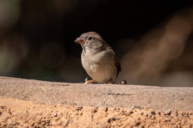 Küçük kahverengi bir kuşun, muhtemelen bir ispinoz ya da serçenin, güneş ışığıyla aydınlanmış bir taş yüzeyin kenarına tünediği yakın plan. Yumuşak arka plan bokeh ve sıcak ışıklandırma sakin, doğal bir sahne yaratıyor, vahşi yaşam için ideal.