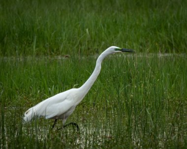 Bereketli bir sulak arazide sakin bir nehir kıyısı boyunca uzun otların arasında yürüyen zarif beyaz balıkçıl. Doğal gün ışığında yakalanan bu sakin vahşi yaşam sahnesi doğa temaları ve korunma için idealdir.