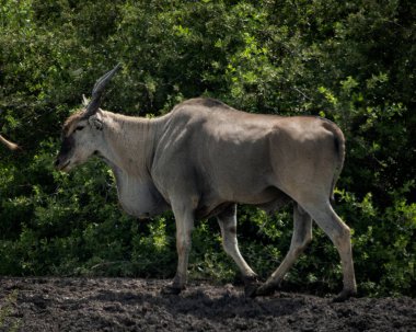 En büyük antilop türü olan Taurotragus antilobu, verimli yeşil bir ormanın kenarında zarifçe yürüyor. Güçlü yapısı, spiral boynuzları ve gevşek çiğ taneleri çok açık.