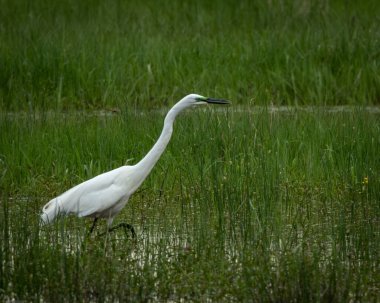 Bereketli bir sulak arazide sakin bir nehir kıyısı boyunca uzun otların arasında yürüyen zarif beyaz balıkçıl. Doğal gün ışığında yakalanan bu sakin vahşi yaşam sahnesi doğa temaları ve korunma için idealdir.