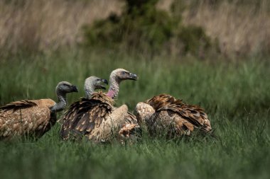 Birçok akbaba, uzun yeşil çimenlerin arasına saklanmış bir leşle beslenirken, doğal ve ham bir leşçil davranışıyla bir araya geldi. Bu güçlü vahşi yaşam sahnesi,