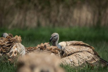 Birçok akbaba, uzun yeşil çimenlerin arasına saklanmış bir leşle beslenirken, doğal ve ham bir leşçil davranışıyla bir araya geldi. Bu güçlü vahşi yaşam sahnesi,