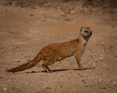 Sarı firavun faresi, güneşli çakıl yolunda bir durgunluk anında canlı kehribar gözleri ve tetikte bir ifadeyle yakalandı. Bu resim hayvanların duruş ve doğal davranışlarını vurgular, ideal.