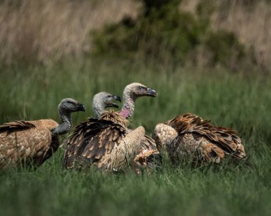 Birçok akbaba, uzun yeşil çimenlerin arasına saklanmış bir leşle beslenirken, doğal ve ham bir leşçil davranışıyla bir araya geldi. Bu güçlü vahşi yaşam sahnesi,