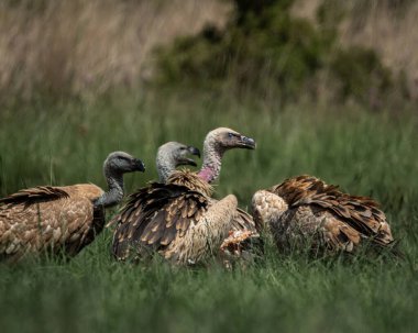Birçok akbaba, uzun yeşil çimenlerin arasına saklanmış bir leşle beslenirken, doğal ve ham bir leşçil davranışıyla bir araya geldi. Bu güçlü vahşi yaşam sahnesi,