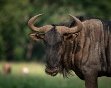 Güçlü kıvrımlı boynuzları olan mavi bir antilobun yakın çekimi, yumuşak odaklı arka planı olan yeşil çimlerde alarmda duruyor. Hayvanlar doğrudan bakar ve kas yapısı gücü ve vahşi doğayı vurgular.