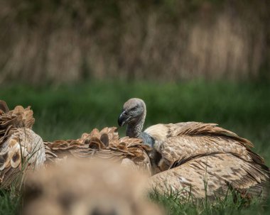 Birçok akbaba, uzun yeşil çimenlerin arasına saklanmış bir leşle beslenirken, doğal ve ham bir leşçil davranışıyla bir araya geldi. Bu güçlü vahşi yaşam sahnesi,