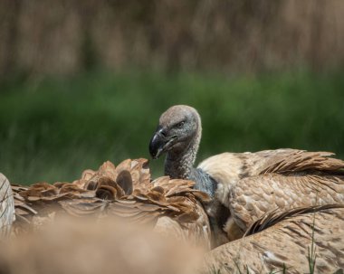 Birçok akbaba, uzun yeşil çimenlerin arasına saklanmış bir leşle beslenirken, doğal ve ham bir leşçil davranışıyla bir araya geldi. Bu güçlü vahşi yaşam sahnesi,