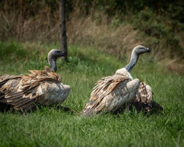 Birçok akbaba, uzun yeşil çimenlerin arasına saklanmış bir leşle beslenirken, doğal ve ham bir leşçil davranışıyla bir araya geldi. Bu güçlü vahşi yaşam sahnesi,