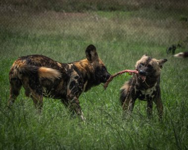 Doğal otlak bir çevrede, benekli kürkü ve dik kulakları olan bir Afrika vahşi köpeğinin yakın çekimi. Hayvan odaklanmış ve özenli görünüyor. Uyanıklığı ve sosyal davranışları somutlaştırıyor.