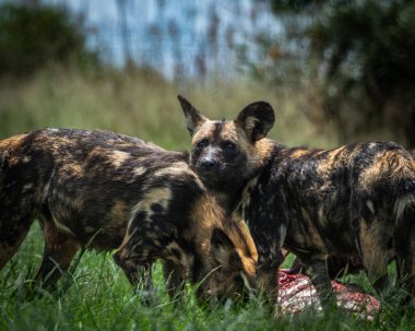 Doğal otlak bir çevrede, benekli kürkü ve dik kulakları olan bir Afrika vahşi köpeğinin yakın çekimi. Hayvan odaklanmış ve özenli görünüyor. Uyanıklığı ve sosyal davranışları somutlaştırıyor.