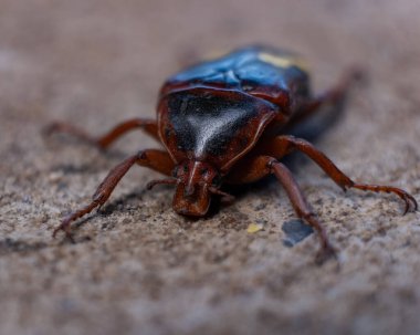 Açık hava yüzeyinde duran parlak kahverengi ve siyah renkli bir kalkan böceğinin detaylı makro görüntüsü. Sığ alan derinliği böceklerin eşsiz vücut şeklini, bacaklarını ve...