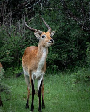 Uzun kıvrımlı boynuzları olan zarif antiloplar yoğun bitki örtüsüyle çerçevelenmiş canlı yeşil savan manzarasında tetikte bekliyor. Keskin detaylarla yakalanan bu vahşi yaşam görüntüsü safari için mükemmel.