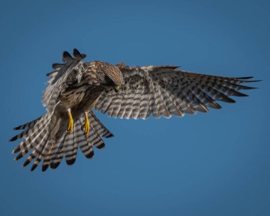 Avrasyalı bir tımarhane, sıcak doğal güneş ışığıyla aydınlatılan dokulu ağaç kabuğunun ortasında yakalandı. Kuşlar mavi-gri arka ve koyu renkli alt ormanın zengin tonlarına karşı dururlar