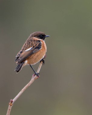 Kuş tüylerini ve ince tüy detaylarını vurgulayan temiz ve bulanık bir arka plana sahip narin bir dalda dinlenen Avrupalı bir taşın portresini yakından çek. Kuş izleme rehberleri için ideal