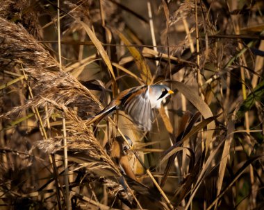 Güneşli bir sulak alanda altın kahverengi kamışların üzerinde oturan sakallı bir erkek. Kuşların yumuşak tüyleri ve belirgin siyah yüz izleri kuru bitki örtüsüne karşı durarak bu görüntüyü ideal kılıyor.