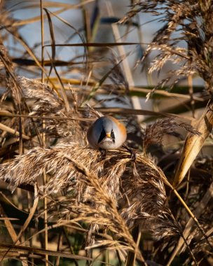 Güneşli bir sulak alanda altın kahverengi kamışların üzerinde oturan sakallı bir erkek. Kuşların yumuşak tüyleri ve belirgin siyah yüz izleri kuru bitki örtüsüne karşı durarak bu görüntüyü ideal kılıyor.