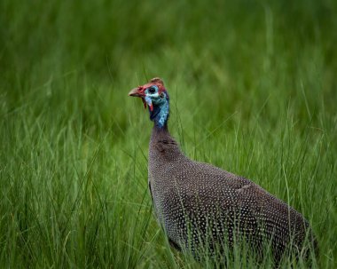 Vahşi miğferli guinaful doğal ortamında canlı yeşil otların arasında yakalandı. Kuşların benekli tüyleri ve renkli kafaları bu vahşi yaşam görüntüsüne çarpıcı bir detay ekler. İdeal