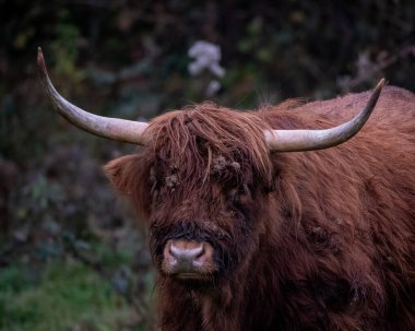Uzun boynuzları olan tüylü bir dağ ineği karanlık bir orman zeminiyle çim tarlasında kameraya bakıyor. Görüntü, ikonik kalın paltoyu ve güçlü mevcudiyeti yakalıyor. İlgili konular için mükemmel.