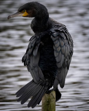 Ahşap bir direğe tünemiş bir karabatak kanatlarını tamamen açmış dalgalanan bir su yüzeyinin üzerinde tüylerini kurutuyor. Arka planda bir yaban ördeği yüzer, olay yerine derinlik katar. Örneğin temalar için ideal