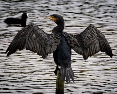 Ahşap bir direğe tünemiş bir karabatak kanatlarını tamamen açmış dalgalanan bir su yüzeyinin üzerinde tüylerini kurutuyor. Arka planda bir yaban ördeği yüzer, olay yerine derinlik katar. Örneğin temalar için ideal