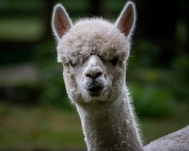 Yumuşak kürklü ve tetikte bir ifadeye sahip kahverengi alpaka yüzünün detaylı bir yakın çekimi, nazik doğal ışıkla yakalanır. Bulanık arka plan hayvana odaklanmayı arttırır, bu da bu resmi ideal kılar.