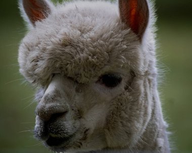 Yumuşak kürklü ve tetikte bir ifadeye sahip kahverengi alpaka yüzünün detaylı bir yakın çekimi, nazik doğal ışıkla yakalanır. Bulanık arka plan hayvana odaklanmayı arttırır, bu da bu resmi ideal kılar.