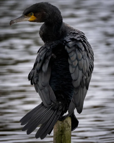 Ahşap bir direğe tünemiş bir karabatak kanatlarını tamamen açmış dalgalanan bir su yüzeyinin üzerinde tüylerini kurutuyor. Arka planda bir yaban ördeği yüzer, olay yerine derinlik katar. Örneğin temalar için ideal