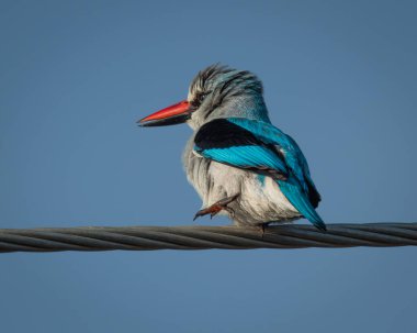Parlak mavi kanatları ve arka planında yumuşak yeşillik olan bir çit direğine tünemiş parlak kırmızı gagasıyla ormanların kralı grev yapıyor. Sığ alan derinliği kuşların kalın renklerini vurguluyor.