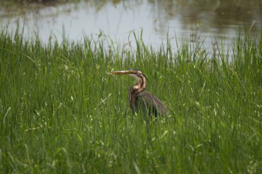 Uzun boyunlu ve ince vücutlu zarif bir Afrika mor balıkçıl balığı sakin bir su kütlesinin yanında uzun yeşil çimenler içinde duruyor. Doğal ışıkta yakalanan bu dingin sulak arazi manzarası...