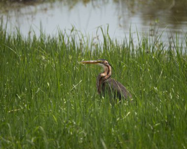 Uzun boyunlu ve ince vücutlu zarif bir Afrika mor balıkçıl balığı sakin bir su kütlesinin yanında uzun yeşil çimenler içinde duruyor. Doğal ışıkta yakalanan bu dingin sulak arazi manzarası...
