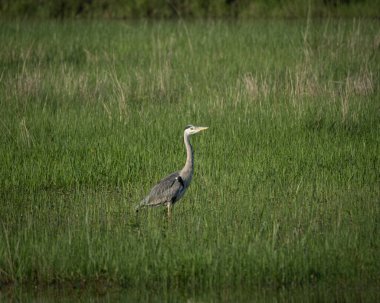 Islak, gri balıkçıl canlı yeşil çimlerin üzerinde yürüyor, sulak bir alanda, doğal gün ışığında yakalandı. Kuşun durgun duruşu ve dik duruşu huzurlu ve gözlemsel bir anı anımsatıyor.