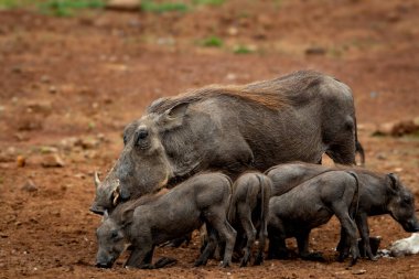 Bir grup yavru domuzla birlikte bir su birikintisinin yakınındaki kuru kırmızı toprakta içip yiyecek arayan yetişkin bir yaban domuzu. Vahşi yaşam hikayeleri için mükemmel, doğadaki aile davranışları, Afrika safari temaları, ve eğitici temalar