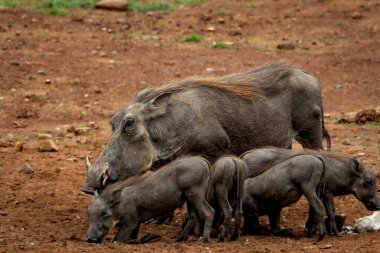 Bir grup yavru domuzla birlikte bir su birikintisinin yakınındaki kuru kırmızı toprakta içip yiyecek arayan yetişkin bir yaban domuzu. Vahşi yaşam hikayeleri için mükemmel, doğadaki aile davranışları, Afrika safari temaları, ve eğitici temalar