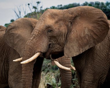 Çimenli bir bozkırda dişlerine dokunan iki Afrika filinin yakın çekimi. Bir sosyal etkileşim anında yakalanan bu vahşi yaşam görüntüsü, bu görüntüler arasındaki gücü ve bağlantıyı gösteriyor.