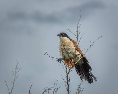 Burchell 'ler ince, kuru bir dalda dinleniyorlar, belirgin paslı kanatlarını sergiliyorlar, siyah taç ve koyu kırmızı göz, dengesiz gri gökyüzüne karşı. Bu atmosferik vahşi yaşam görüntüsü kullanım için idealdir