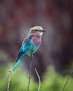 İnce bir dala tünemiş leylak göğüslü rulo canlı turkuaz mavi kanatlar, leylak göğüs ve ten rengi kafa. Çarpıcı renkler, yumuşak bulanık bir arkaplan karşısında güzel duruyor.