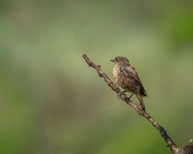 İnce kahverengi tüyleri, pürüzsüz yeşil bir zemin üzerinde güzel tezat oluşturan, dokulu bir dala tünemiş, keskin bir detay ile ele geçirilmiş Afrika taş heykeli. Kuş gözlemciliğinde kullanılmak için ideal