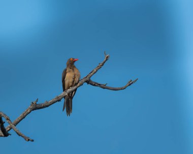 Parlak turuncu gagalı kırmızı gagalı ve delen sarı gözlü kırmızı gagalı canlı mavi gökyüzüne karşı kavisli bir ağaç dalında oturuyor. Bu kuş, büyük memelilerle simbiyotik ilişkisi ile tanınıyor.
