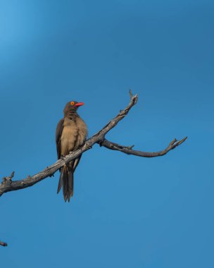 Parlak turuncu gagalı kırmızı gagalı ve delen sarı gözlü kırmızı gagalı canlı mavi gökyüzüne karşı kavisli bir ağaç dalında oturuyor. Bu kuş, büyük memelilerle simbiyotik ilişkisi ile tanınıyor.