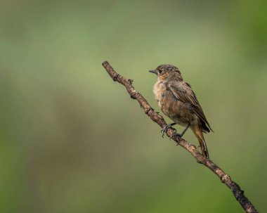 İnce kahverengi tüyleri, pürüzsüz yeşil bir zemin üzerinde güzel tezat oluşturan, dokulu bir dala tünemiş, keskin bir detay ile ele geçirilmiş Afrika taş heykeli. Kuş gözlemciliğinde kullanılmak için ideal