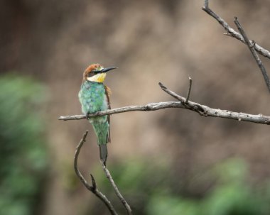 Avrupalı arı yiyici, kıvrımlı bir dalın üzerine tünemiş, canlı yeşil, kestane rengi ve sarı tüylerini yumuşak bulanık doğal bir arka planda sergiliyordu. Bu renkli kuş yakalanır.