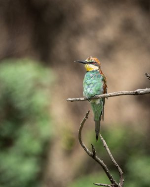 Avrupalı arı yiyici, kıvrımlı bir dalın üzerine tünemiş, canlı yeşil, kestane rengi ve sarı tüylerini yumuşak bulanık doğal bir arka planda sergiliyordu. Bu renkli kuş yakalanır.