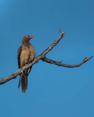 Parlak turuncu gagalı kırmızı gagalı ve delen sarı gözlü kırmızı gagalı canlı mavi gökyüzüne karşı kavisli bir ağaç dalında oturuyor. Bu kuş, büyük memelilerle simbiyotik ilişkisi ile tanınıyor.
