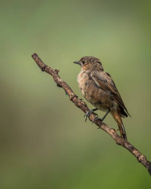 İnce kahverengi tüyleri, pürüzsüz yeşil bir zemin üzerinde güzel tezat oluşturan, dokulu bir dala tünemiş, keskin bir detay ile ele geçirilmiş Afrika taş heykeli. Kuş gözlemciliğinde kullanılmak için ideal